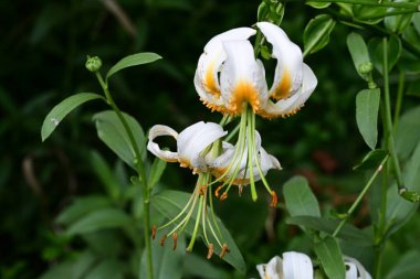 Bahçede bulanık arka planda güzel zambak çiçekleri 