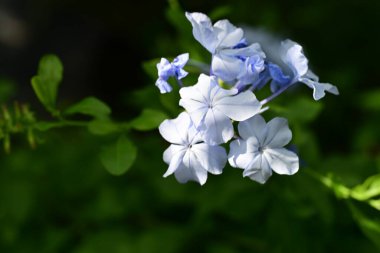 Plumbago Auriculata Soluk mavi çiçekler 