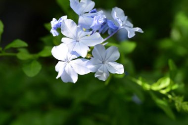 Plumbago Auriculata Soluk mavi çiçekler 