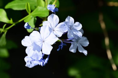 Plumbago Auriculata Soluk mavi çiçekler 