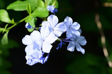 Plumbago Auriculata Soluk mavi çiçekler 