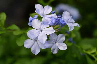 Plumbago Auriculata Soluk mavi çiçekler 