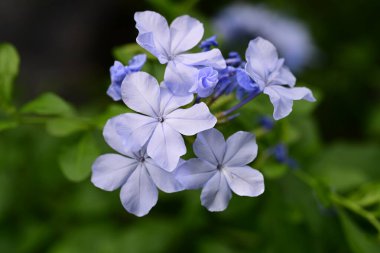 Plumbago Auriculata Soluk mavi çiçekler 