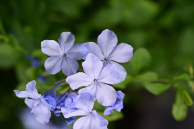 Plumbago Auriculata Soluk mavi çiçekler 