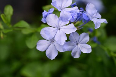 Plumbago Auriculata Soluk mavi çiçekler 