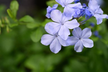 Plumbago Auriculata Soluk mavi çiçekler 