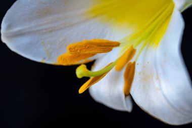 Bahçede bulanık arka planda güzel zambak çiçekleri 