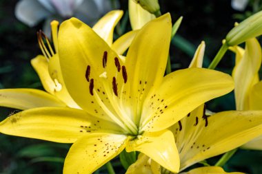 Bahçede bulanık arka planda güzel zambak çiçekleri 