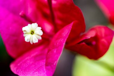 Bahçede güzel çiçekler, çiçek arkaplanı 