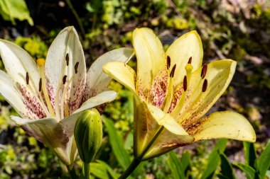 Bahçede bulanık arka planda güzel zambak çiçekleri 