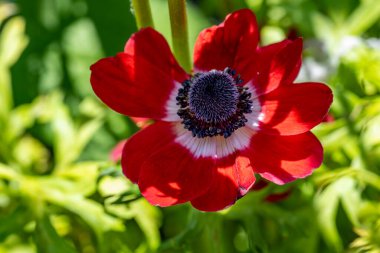 Bahçede güzel çiçekler, çiçek arkaplanı 