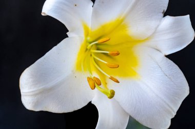 Bahçede bulanık arka planda güzel zambak çiçekleri 