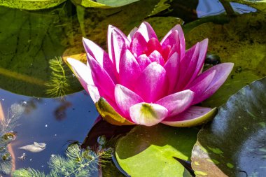 Bahçede güzel çiçekler, çiçek arkaplanı 