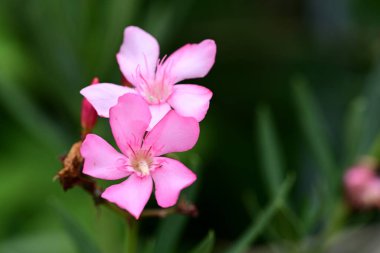 Bahçede güzel çiçekler, çiçek arkaplanı 