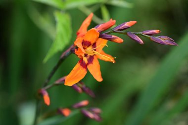 Bulanık yeşil arka planda turuncu zambak çiçeklerini kapat 