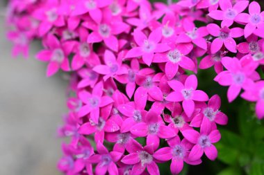 Bahçede güzel çiçekler, çiçek arkaplanı 