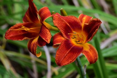Bahçede bulanık arka planda turuncu zambak 