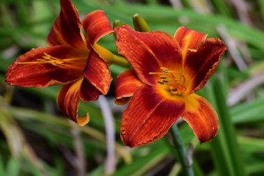 Bahçede bulanık arka planda turuncu zambak 