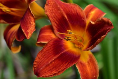 Bahçede bulanık arka planda turuncu zambak 