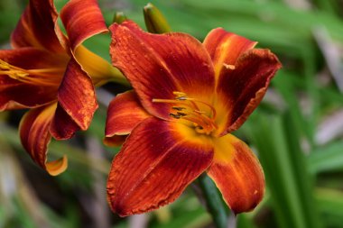 Bahçede bulanık arka planda turuncu zambak 