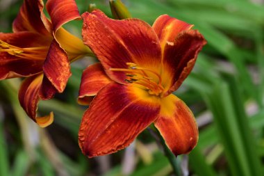 Bahçede bulanık arka planda turuncu zambak 
