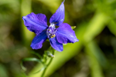 Bahçede güzel çiçekler, çiçek arkaplanı 