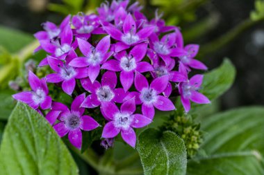 Bahçede güzel çiçekler, çiçek arkaplanı 