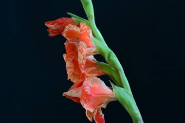 Siyah arkaplanda gladiolus çiçeği