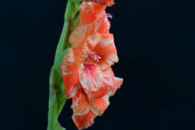 Siyah arkaplanda gladiolus çiçeği