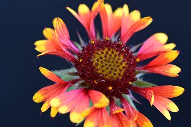Güzel turuncu rengi kapat Gaillardia aristata çiçeği 