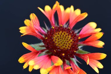 Güzel turuncu rengi kapat Gaillardia aristata çiçeği 