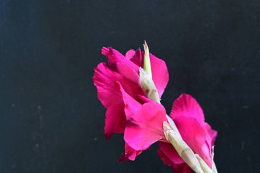 Koyu arkaplanda güzel bir gladiolus çiçeği 