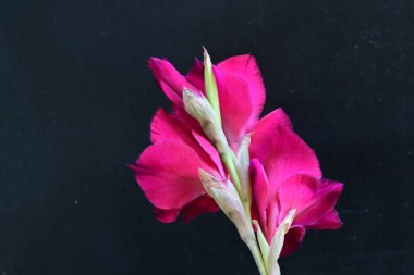 Koyu arkaplanda güzel bir gladiolus çiçeği 