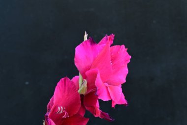 Koyu arkaplanda güzel bir gladiolus çiçeği 