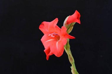 Koyu arkaplanda güzel bir gladiolus çiçeği 