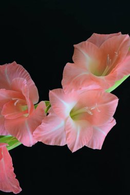 Koyu arkaplanda güzel bir gladiolus çiçeği 