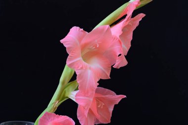 Yaz bitkisi. Siyah arkaplanda Gladiolus çiçekleri 