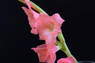 Koyu arkaplanda güzel bir gladiolus çiçeği 