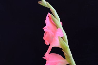 Koyu arkaplanda güzel bir gladiolus çiçeği 