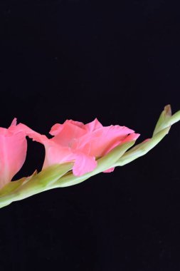 Koyu arkaplanda güzel bir gladiolus çiçeği 