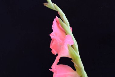 Koyu arkaplanda güzel bir gladiolus çiçeği 