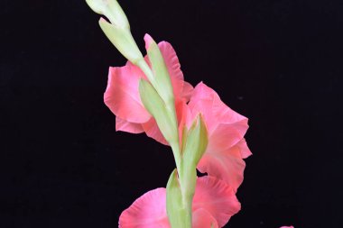 Koyu arkaplanda güzel bir gladiolus çiçeği 