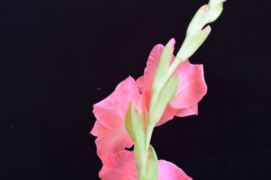 Koyu arkaplanda güzel bir gladiolus çiçeği 