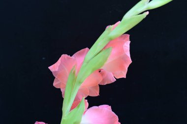 Koyu arkaplanda güzel bir gladiolus çiçeği 