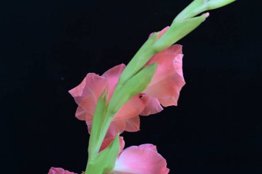 Koyu arkaplanda güzel bir gladiolus çiçeği 