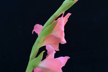 Koyu arkaplanda güzel bir gladiolus çiçeği 