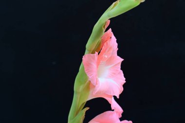 Koyu arkaplanda güzel bir gladiolus çiçeği 