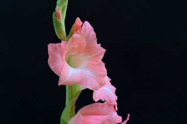 Koyu arkaplanda güzel bir gladiolus çiçeği 