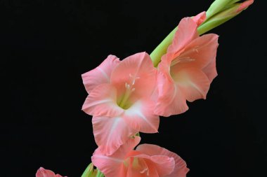 Koyu arkaplanda güzel bir gladiolus çiçeği 