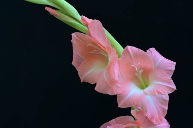 Koyu arkaplanda güzel bir gladiolus çiçeği 